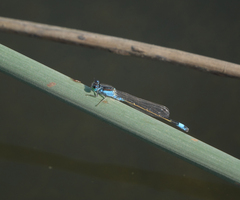 Ischnura fountaineae