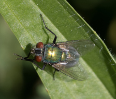 Lucilia sericata
