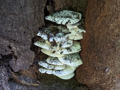 Tyromyces subgiganteus