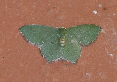 Chloropteryx nordicaria