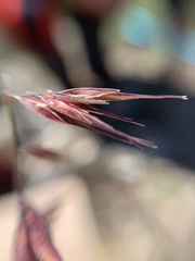 Bouteloua repens