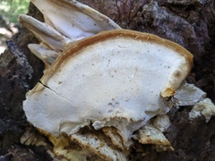 Tyromyces subgiganteus