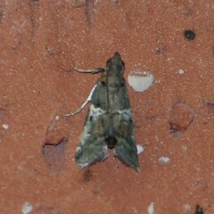 Cacotherapia flexilinealis