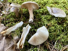 Lactarius pyrogalus