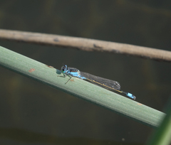 Ischnura fountaineae