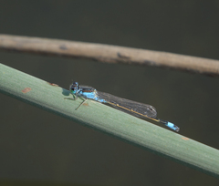 Ischnura fountaineae