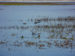 Branta bernicla