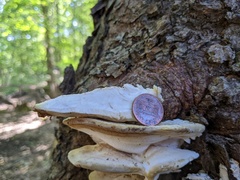 Tyromyces subgiganteus