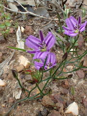 Thysanotus