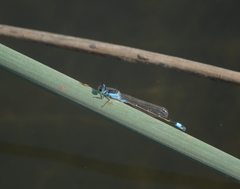 Ischnura fountaineae