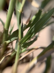 Bouteloua repens