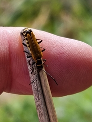 Chauliognathus flavipennis