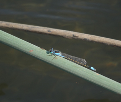 Ischnura fountaineae