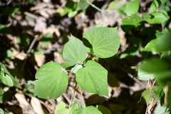 Abutilon trisulcatum