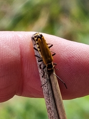 Chauliognathus flavipennis