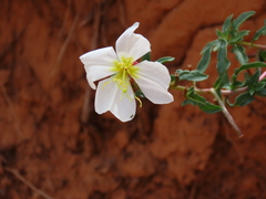 Oenothera pallida