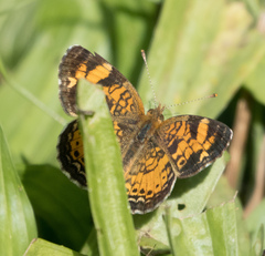 Phyciodes