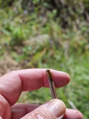 Chauliognathus flavipennis