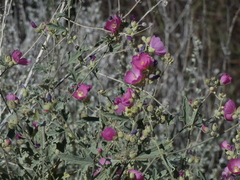 Sphaeralcea fendleri