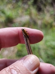 Chauliognathus flavipennis