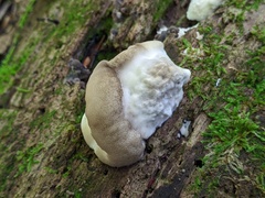 Postia tephroleuca