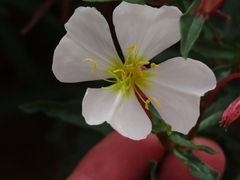 Oenothera pallida