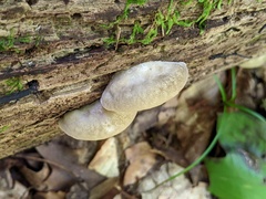 Postia tephroleuca