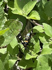 Syntomeida melanthus