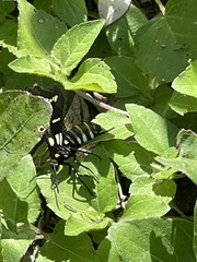 Syntomeida melanthus
