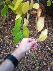 Syringa
