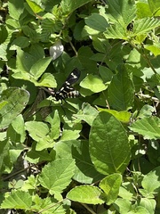 Syntomeida melanthus