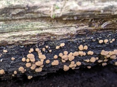 Sphaerosporium lignatile