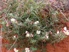 Oenothera pallida
