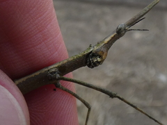 Proscopiidae