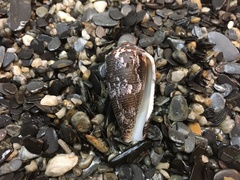 Conus achatinus