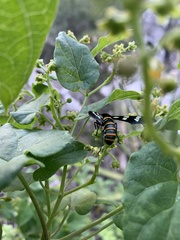 Syntomeida melanthus