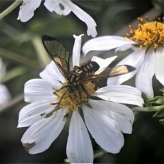 Isanthrene incendiaria