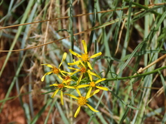 Senecio spartioides