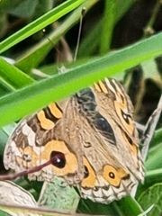 Junonia villida