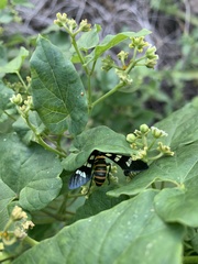 Syntomeida melanthus