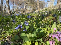 Mertensia virginica