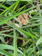 Junonia villida