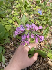Mertensia virginica