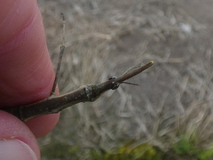 Proscopiidae