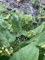 Syntomeida melanthus