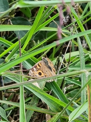 Junonia villida