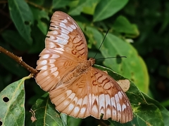 Tanaecia iapis
