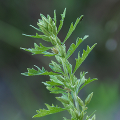 Brickellia laciniata