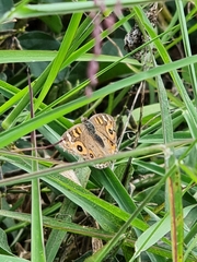 Junonia villida