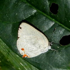 Strephonota cyllarissus